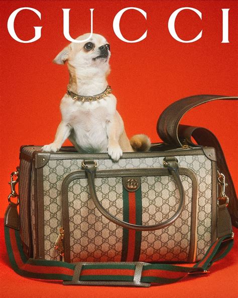 gucci dog despacito|gucci pet collection.